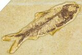 Limestone With Two Detailed Fossil Fish (Knightia) - Wyoming #384487-1